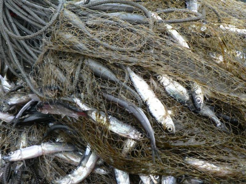 время суток ловли толстолобика время суток ловли толстолобика