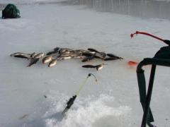 Плотва на озере