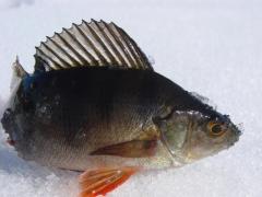 Окунь с озера Хауки