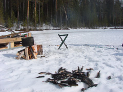 Рыбалка на Лауккулампи