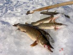 Улов на подледные сети