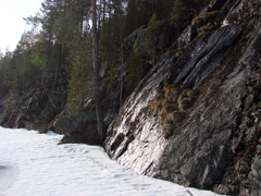 Скалистый берег озера Лауккулампи