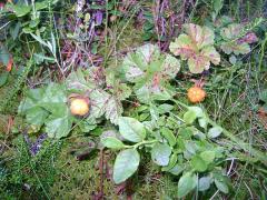 Зрелая морошка. Начало августа