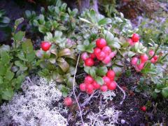 Поспевающая брусника. Август