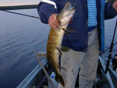 Дары Куйтто